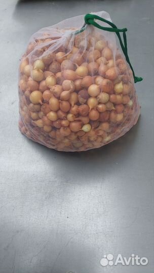 Лук севок (сенчик)