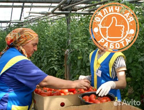 Вахта с проживанием сборщик помидор в теплицу