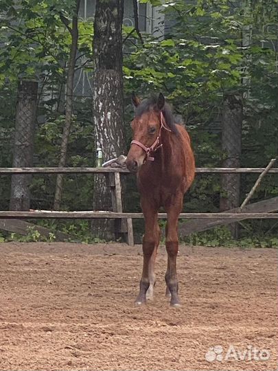 Детская лошадка