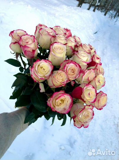 25 роз сорт Sweetness заказ цветы с доставкой