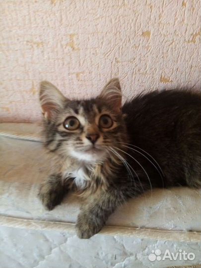 Котенок в добрые руки