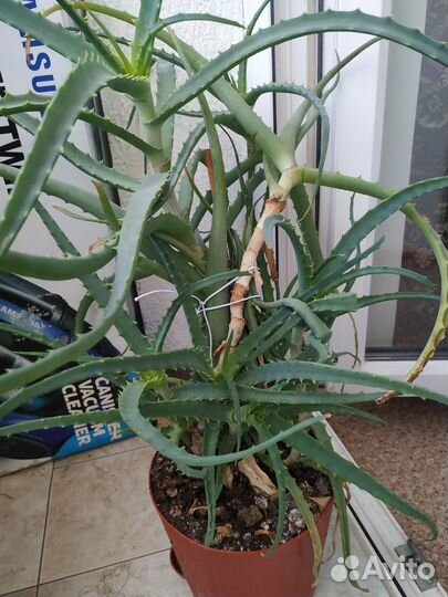 Алое в горшке, крупный