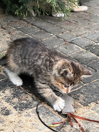 Котята в добрые руки бесплатно