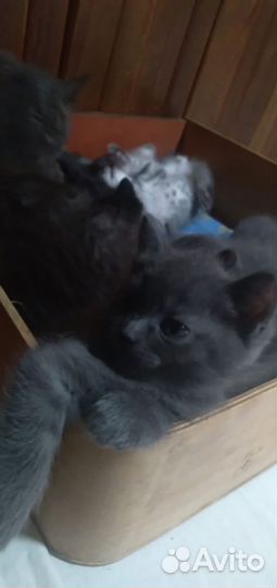 Британские котята