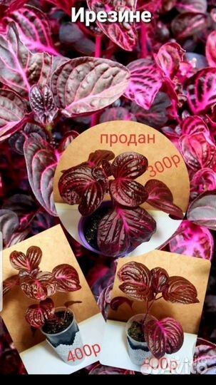 Комнатные растения