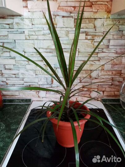 Домашние цветы