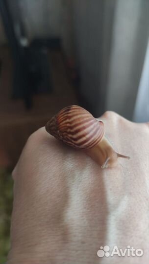 Улитки ахатины ретикулята