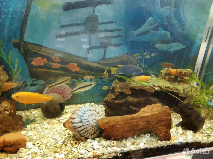 Аквариумные рыбки