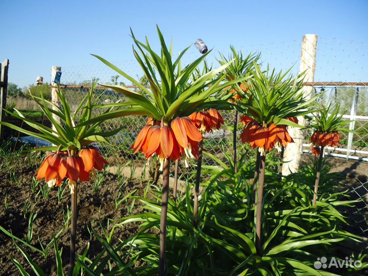 Рябчик императорский-царская корона Луковицы