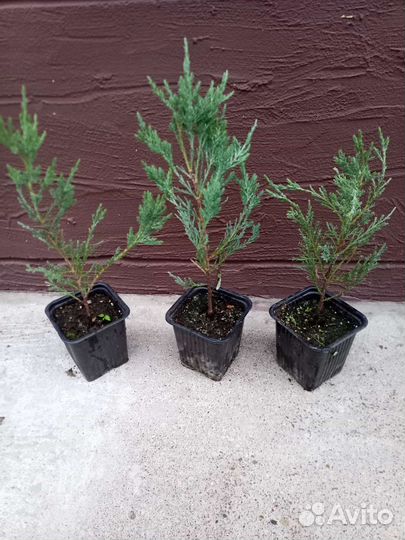 Можжевельники