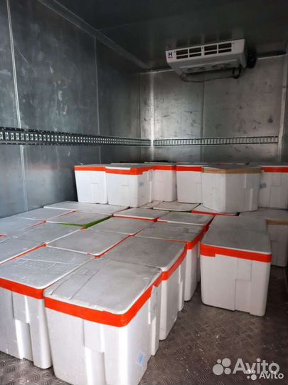 Красная икра: кета, горбуша, нерка, кижуч