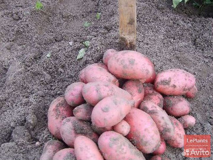 Сарпо Миро шарвари порошка