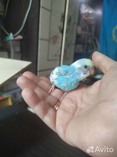 Птенцы волнистый попугай