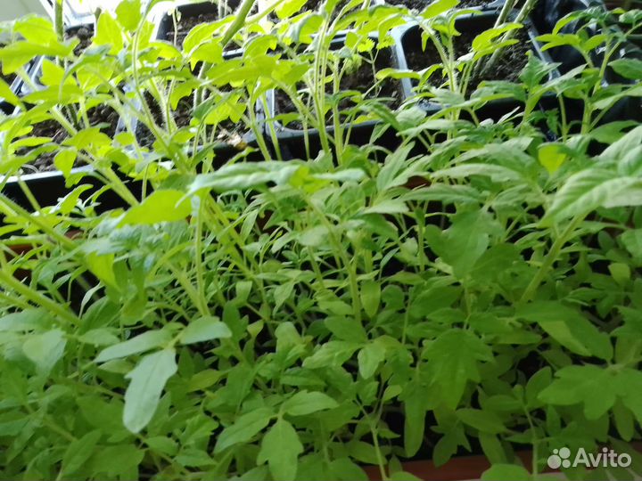 Рассада томатов для соления и салатов