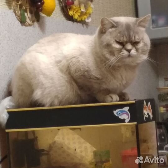 Шотландские