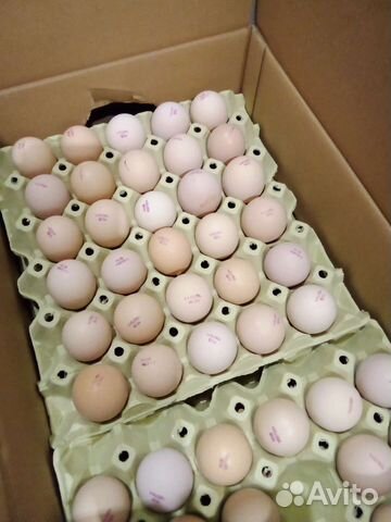 Инкубационное яйцо бройлера