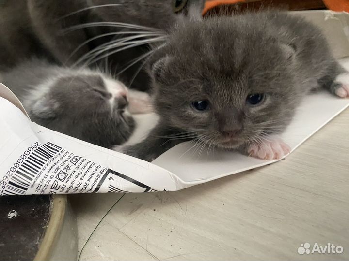 Котята бесплатно вислоухие