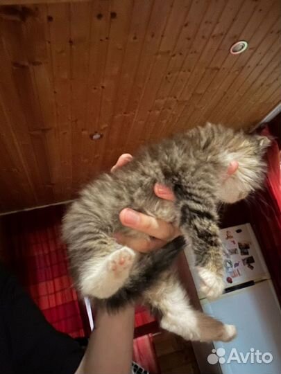 Котенок девочка в добрые руки