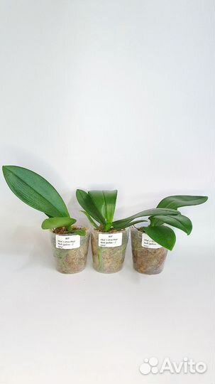 Фаленопсис бабочка