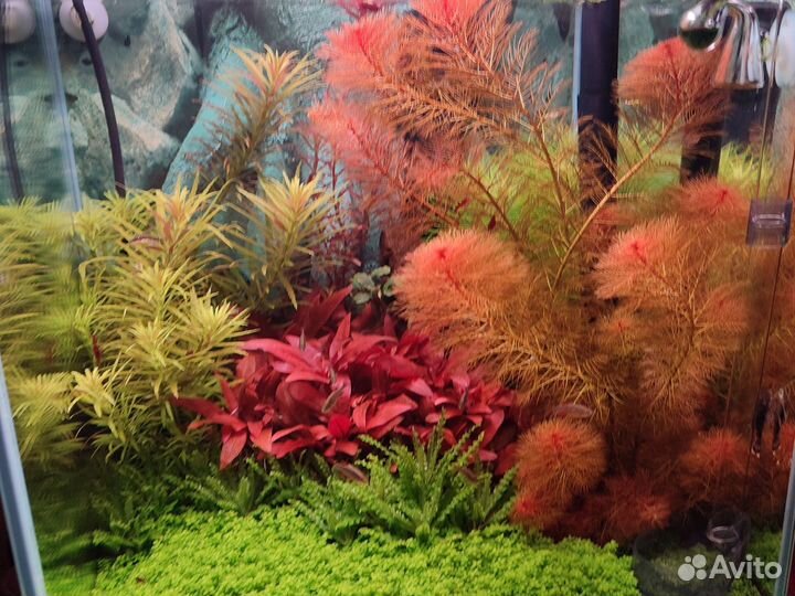 Аквариумные растения, рыбы, вабикусы