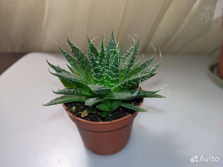 Суккуленты