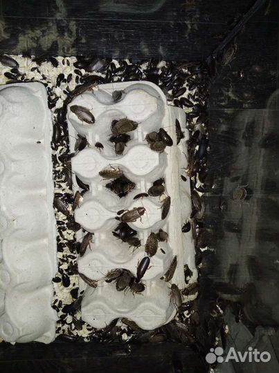 Мраморные тараканы на корм