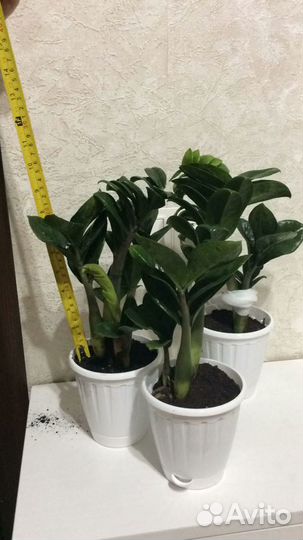 Замиокулькас зензи