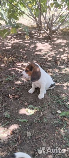 Щенки породы Бигль