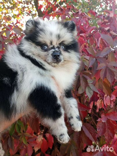 Редкостный красавец