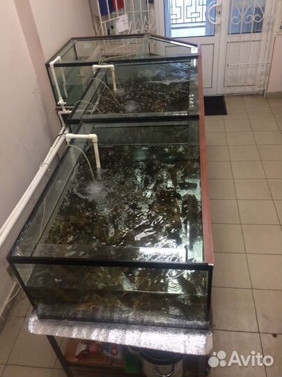 Раки живые самовывоз или доставка яндекс курьером