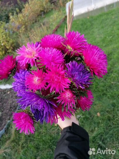 Букет из астр