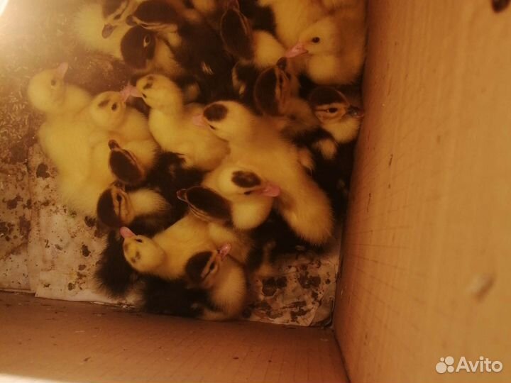 Индоутенок