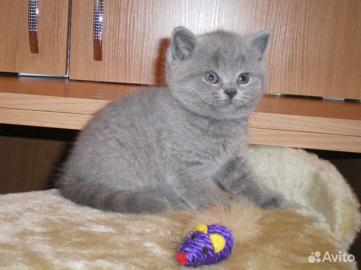 Британчики мурчалки