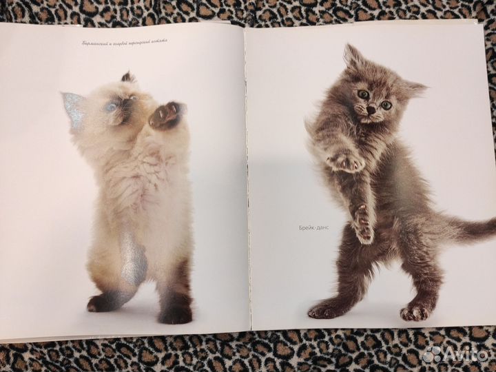 Книга о кошках