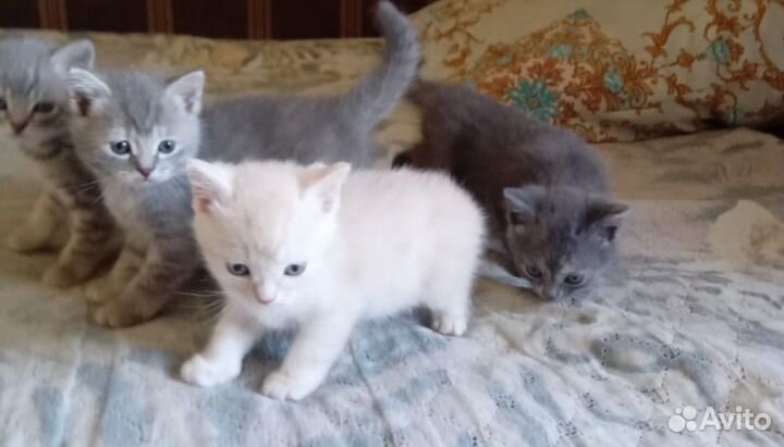 Котенок в добрые руки