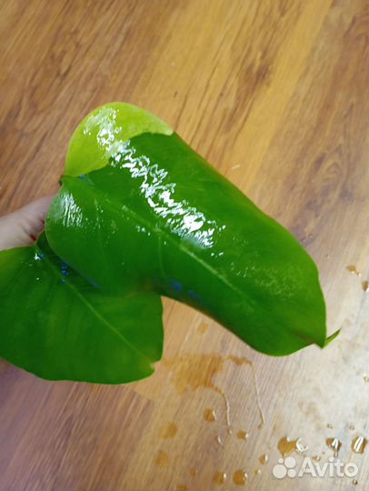 Монстера aurea splash макушка