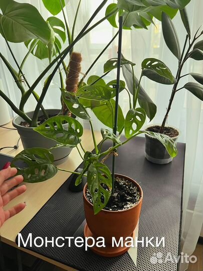 Комнатные растения