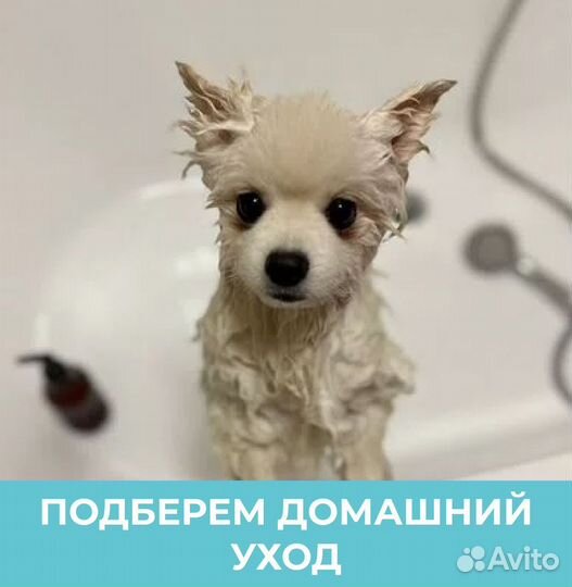 Груминг Стрижка собак Тримминг Екб