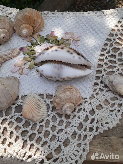 Морские раковины и ракушки