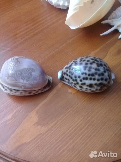 Ракушки морские