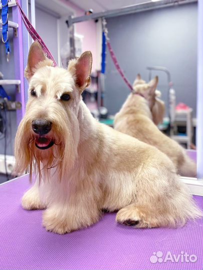 Зоосалон. Груминг. Стрижка животных. Тримминг