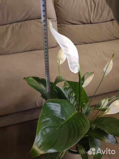 Спатифиллум драцена растения для дома и офиса