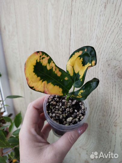 Кротон Tang Hu (Тай)