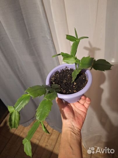 Домашний цветок декабрист