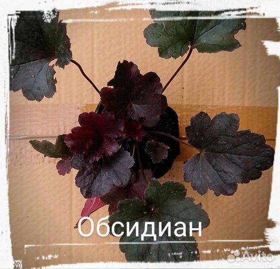 Набор гейхер 12 шт