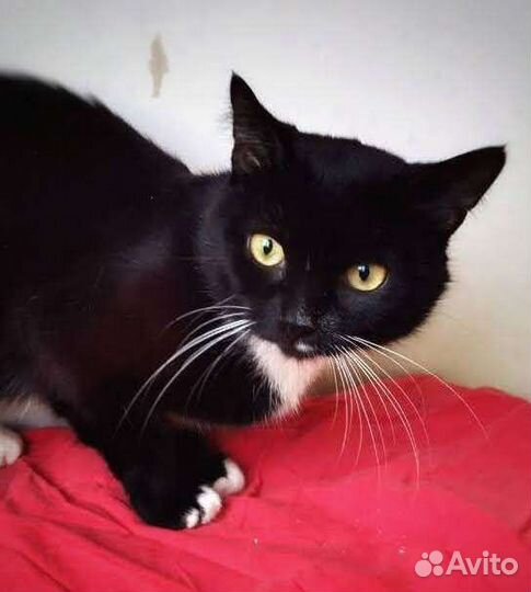 Ватсон джентльмен в поиске семьи