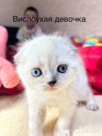 Шотландские котята
