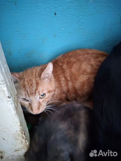 Рыжий кот