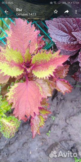 Колеусы вегетативные