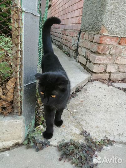 Кошка в дар бесплатно